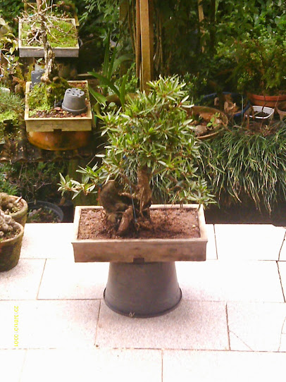 Ficus Nerifolia sobre pedra artificial... IMAG0321