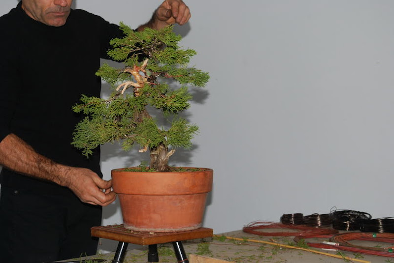 XI Exposición Invernal de bonsai de la A.S.B. Chokkan 175%252520XI%252520Exp.Inv.%252520ASBC%25252020111204%252520248