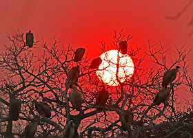 Wildlife Photos of Sun Set in Timbavati Private Nature Reserve, South Africa