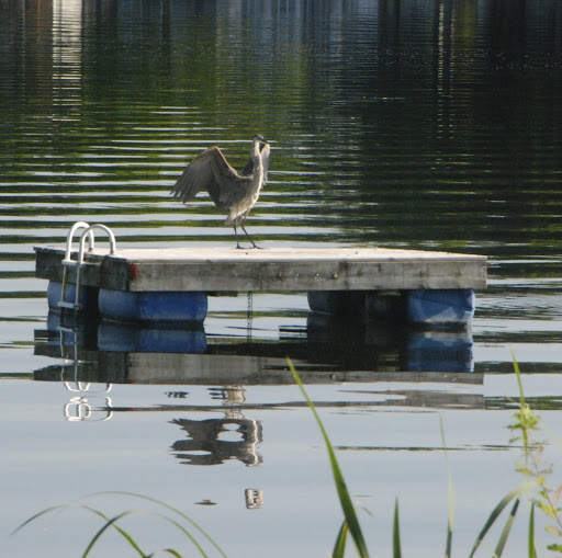 Summer - great blue heron