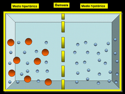 Hidratación. Agua Hipotónica, Isotónica e Hipertónica Osmosis_ejemplo