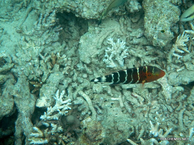 Mayotte (divers) DSCN1318