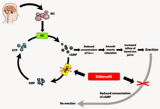 Viagra sildenafil citrate): side effects, interactions 