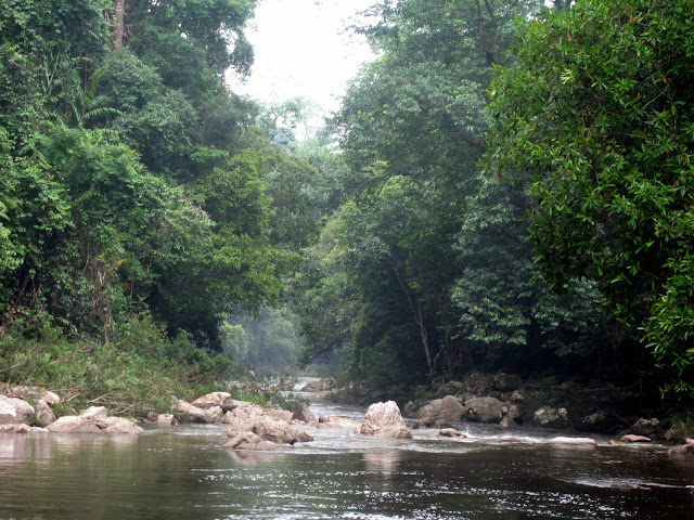 Blog de voyage-en-famille : Voyages en famille, Taman Negara, Lata Berkoh