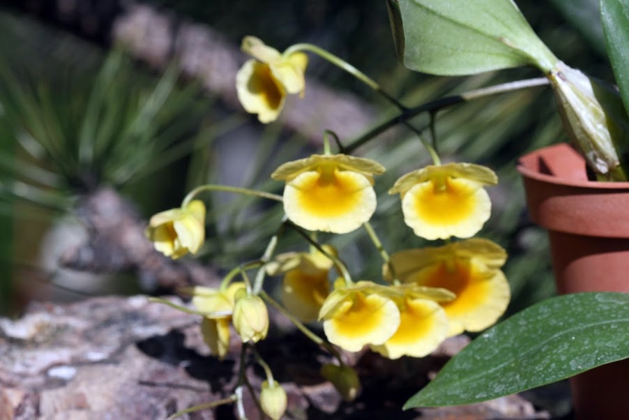 Dendrobium lindleyi (aggregatum) Photo