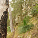 Forest and Xanthorhoea near Monkey Face cliff in the Watagans (323339)
