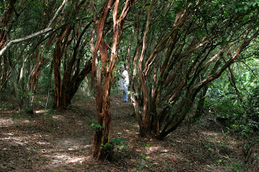 Bosque dos Camboins - Ilha do Pontal Mini_2013_03_1610_00_149270