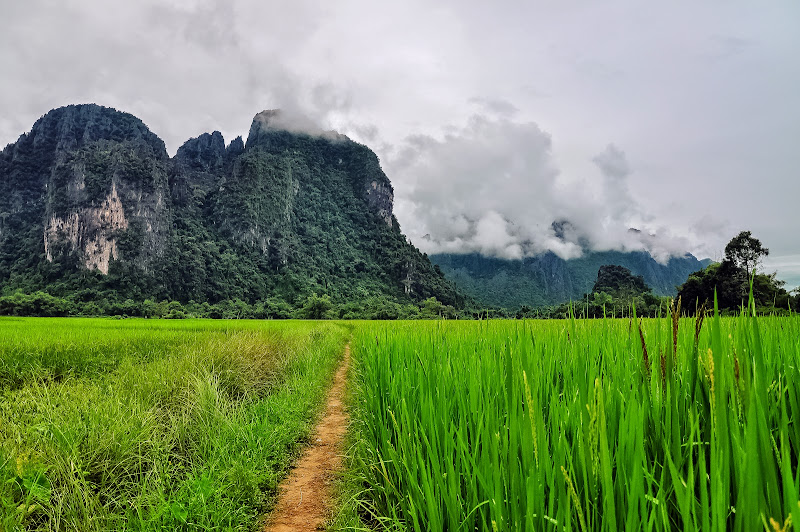 DIECISÉIS: rodeados de arroz en Vang Vieng - TAILANDIA A LAOS POR EL MEKONG Y LA ISLA ELEFANTE (7)