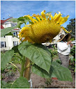 Nightingale Garden sunflower