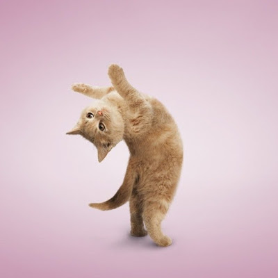 Кошка на зарядке Кошка на зарядке