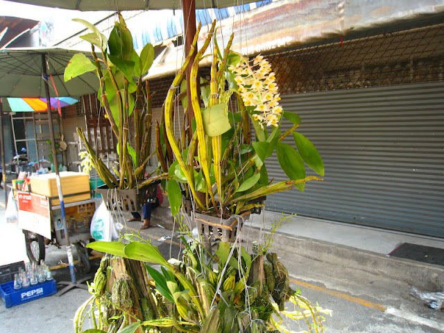 Тайланд Бангкок 2012 Рынок Чатучак IMG_3949
