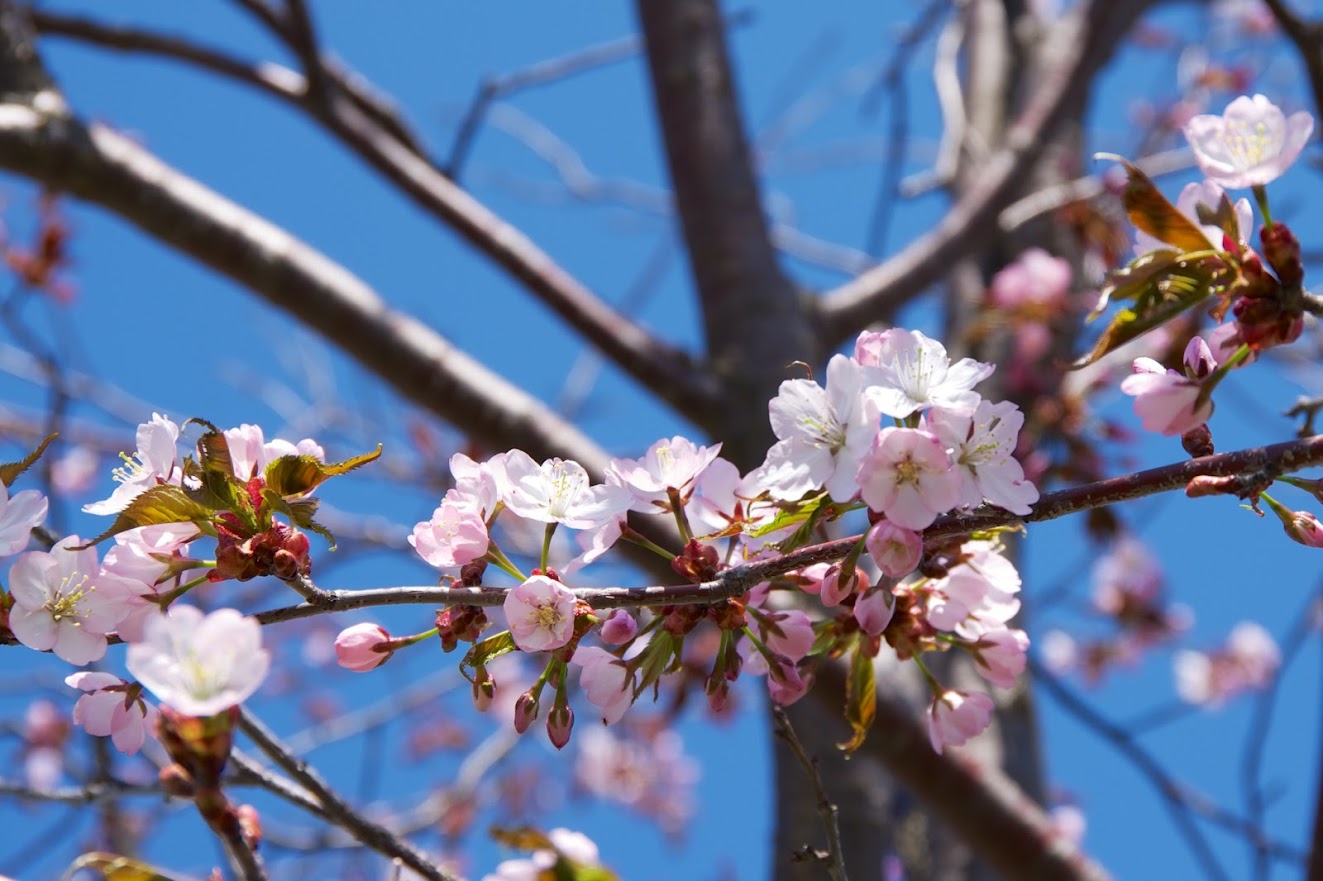 桜色の世界