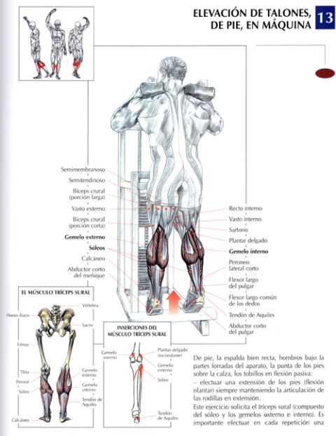 Ejercicios para adelgazar los gemelos de las piernas