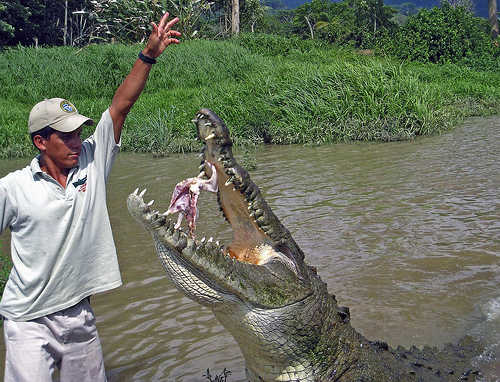 Questões e Fatos sobre Crocodilianos gigantes: Transferência de debate da comunidade Conflitos Selvagens.  - Página 2 116