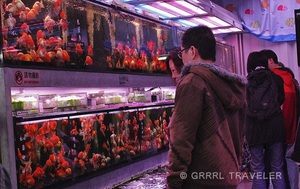fish stores in Asia, goldfish stores in asia, goldfish stores in hong kong, hong kong's goldfish street, mongkok's goldfish street, markets in hong kong, hong kong sightseeing, hong kong's top attractions, images of hong kong, what to do and see in hong kong, travel tips for hong kong, top attractions in hong kong, top cities in the world, best Asian cities to visit