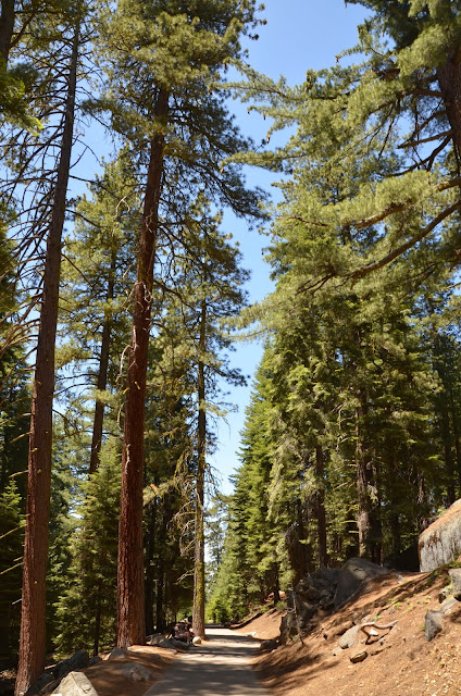 sequoia park