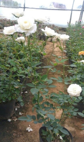 Chuyên bán các loại hoa hồng leo, hồng đứng đủ màu, cây hương thảo, hoa lạ đẹp - 22