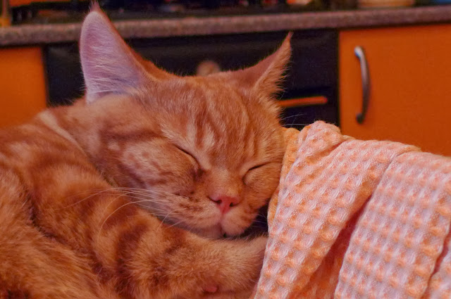 поговорим о кошках