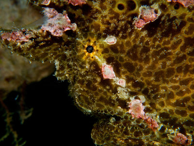 Eye of a camouflaged frogfish 