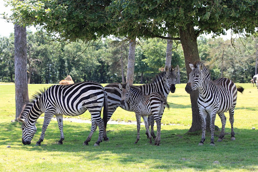 Zoo African Safari