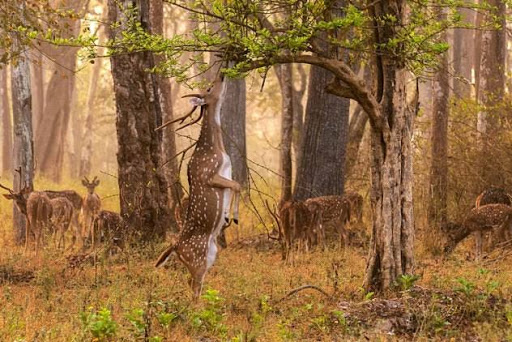 Rajasthan Birds & Wildlife Tours, House no. 61-62, Jatwadi, Near New Bridge, Chanpole Road, Udaipur, Rajasthan 313001, India, Nature_and_Wildlife_Photographer, state RJ