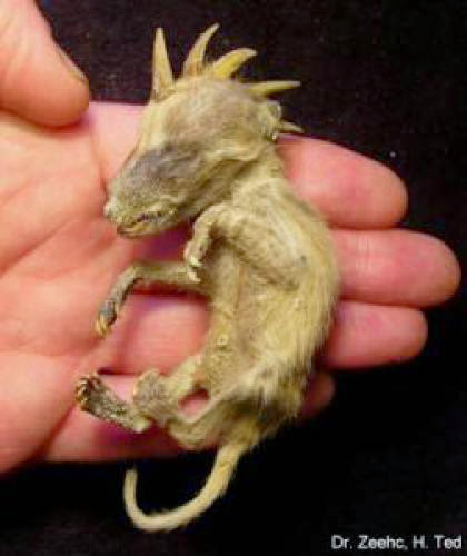 A Baby Chupacabra Youre Having A Laugh Or A Gaff