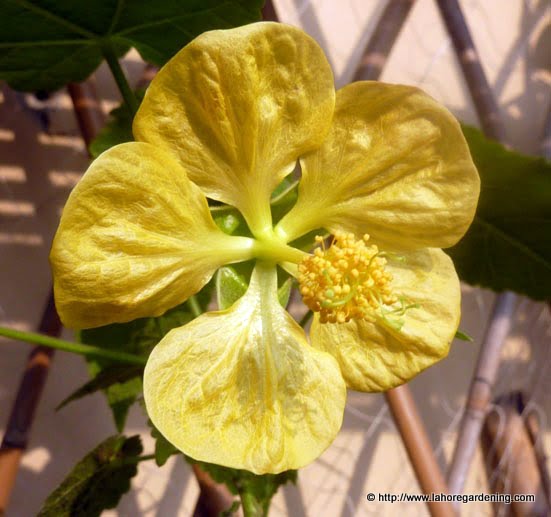 abutilon flower yellow