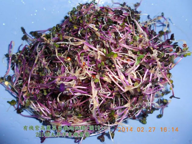 有機紫高麗菜芽苗