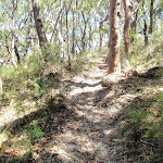 Walking up this hill on the Palm Tree Circuit Track (248449)