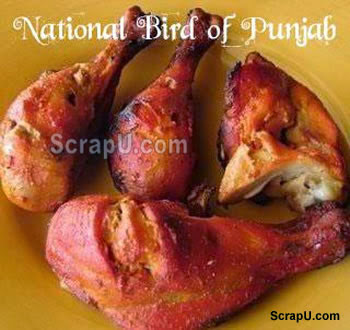 Koi shaq nahi paa jii :D - Funny-Punjabi-Pics Punjabi pictures