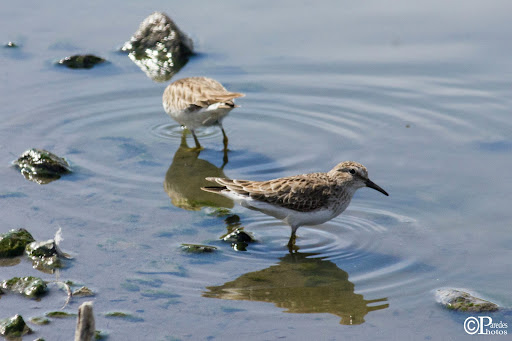 Nature Preserve «Mitchell Lake Audubon Center», reviews and photos, 10750 Pleasanton Rd, San Antonio, TX 78221, USA