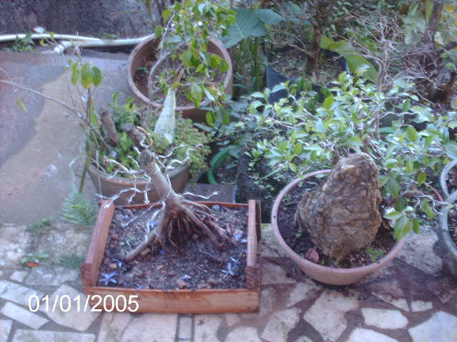 Ficus Microcarpa var. Indica... PICT1626