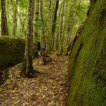 Moss Wall near the Boarding House Dam in the Watagans (322742)