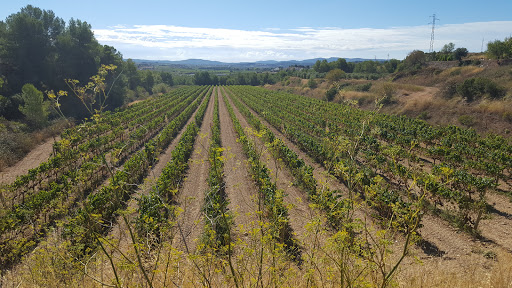 Hauptbild von CELLER CAL COSTAS, S.L.U. Bodega Miquel Jané (Penedès, Katalonien)