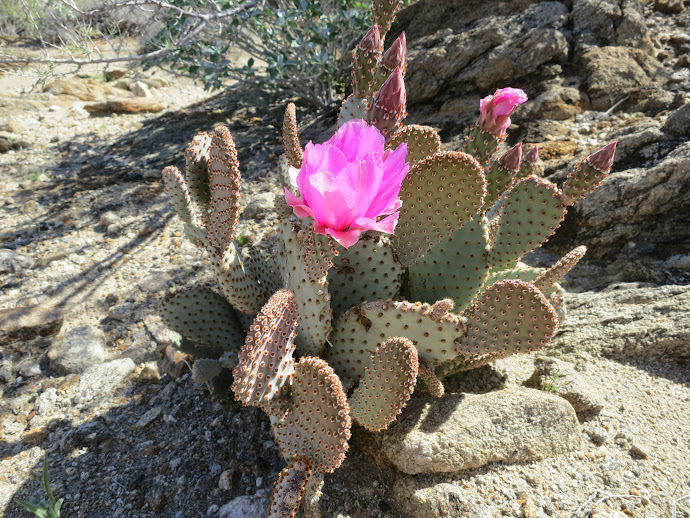Beavertail Bloom with more to come