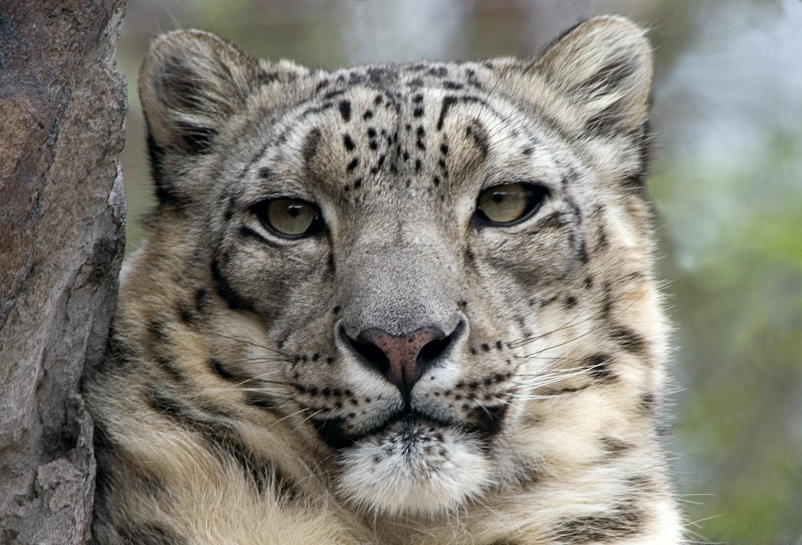 Endangered and Extinct Animals: Endangered Animals - Snow Leopard ...