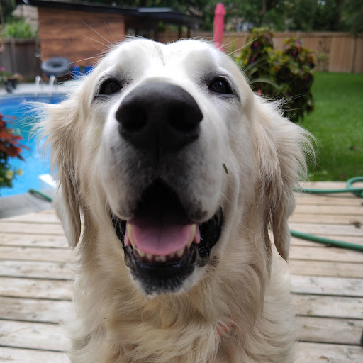 Agincourt Collegiate Institute · 2621 Midland Ave, Toronto, ON M1S 1R6