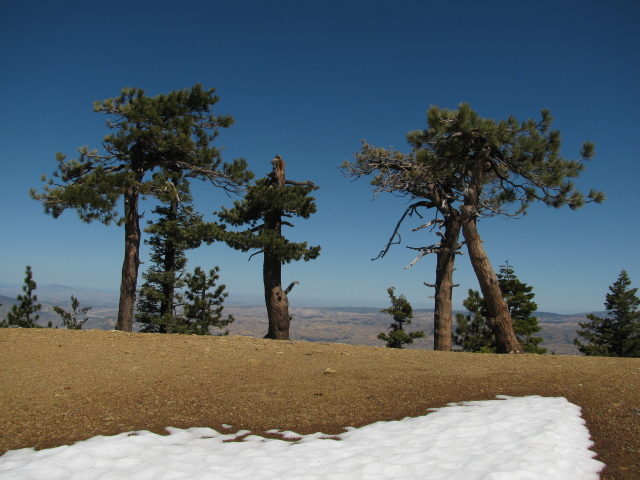 pines struggling to grow on the ridge