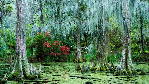 Cypress Trees and Spanish Moss, Magnolia Plantation, Charleston, South Carolina.jpg