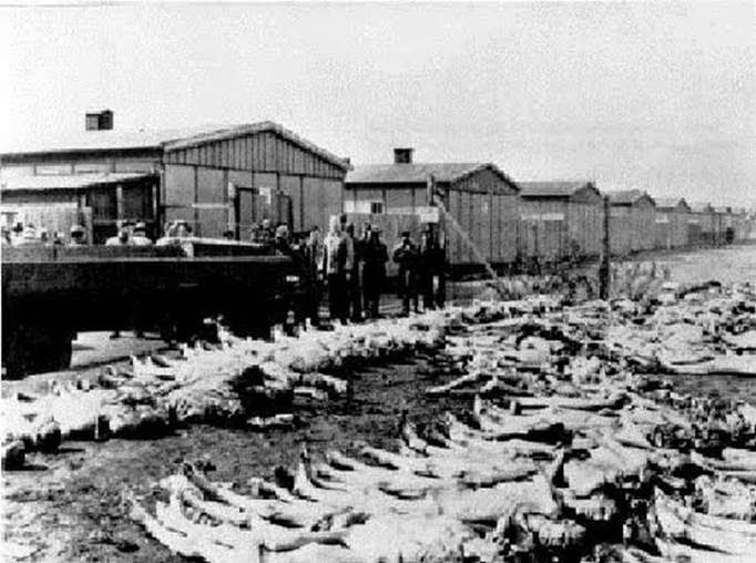 The Holocaust Of Auschwitz Buchenwald And Treblinka