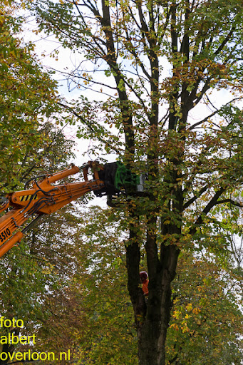 Bomen gekapt Museumlaan in overloon 20-10-2014 (12).jpg