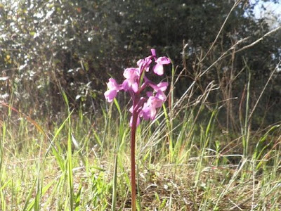 OLIVENZA, HIJA DE ESPAÑA Y NIETA DE PORTUGAL - Blogs de España - ALREDEDORES DE OLIVENZA: NATURALEZA Y MÁS (9)