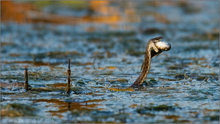 wildlife.crimea.ua