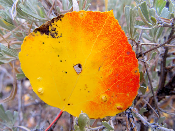 Aspen leaf in the sagebrush