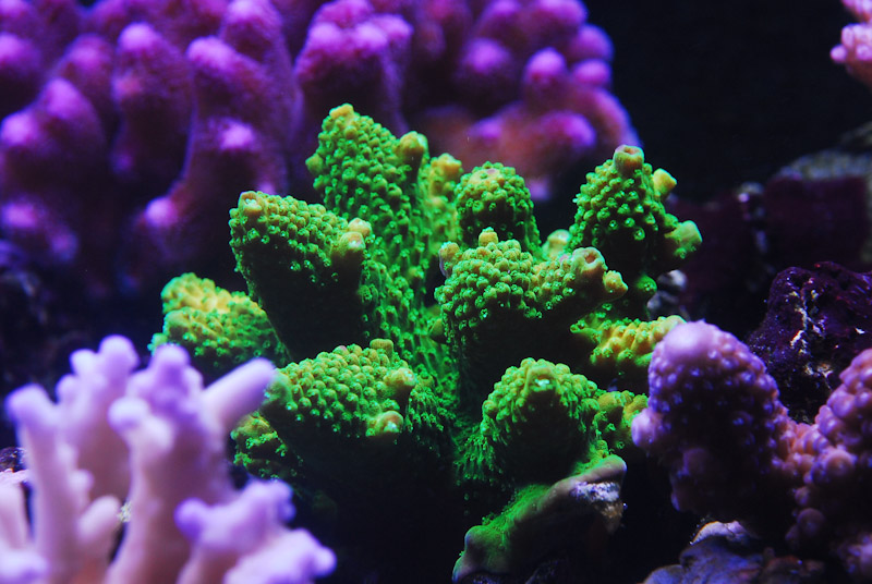 coral20110527-44.jpg