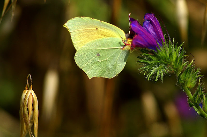 Borboleta amarela - Gonepteryx cleopatra