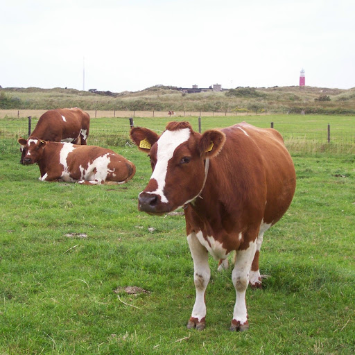 kaas boerderij, vakantiewoningen en minicamping de duinen Texel logo