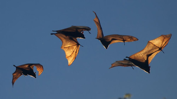 bats!