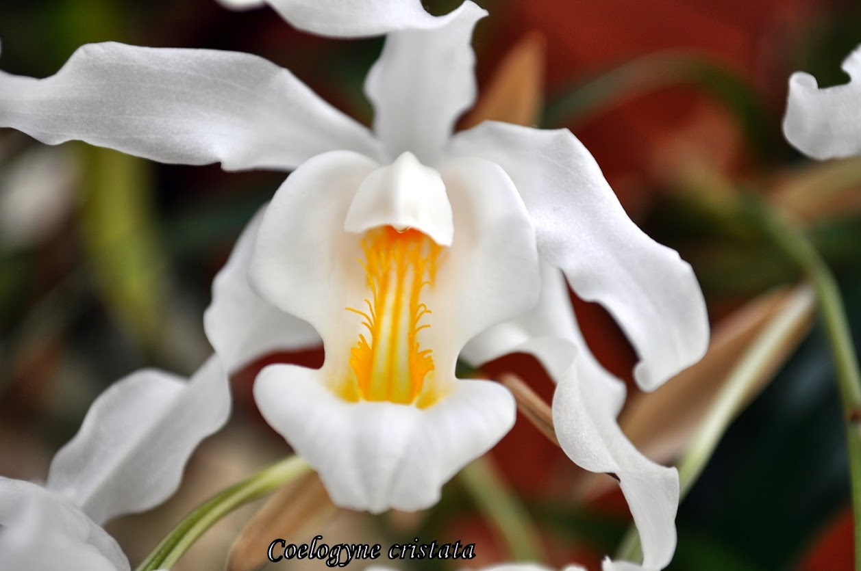 Coelogyne cristata DSC_0014
