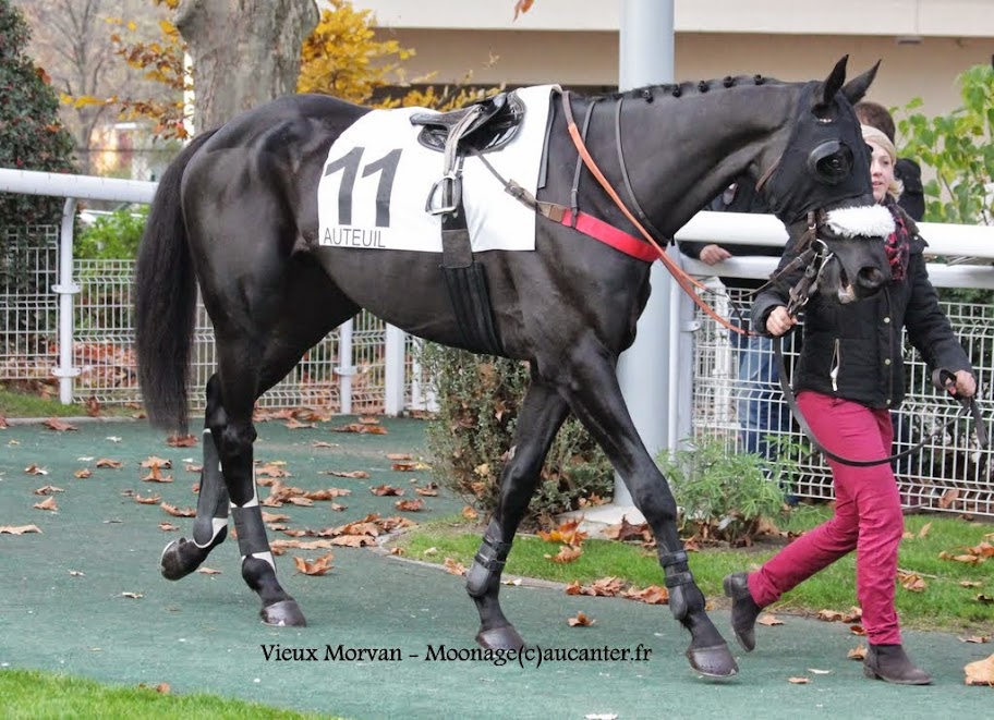 Photos Auteuil 23-11-2014  - Page 2 IMG_6279
